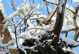 Great Horned Owlborder=